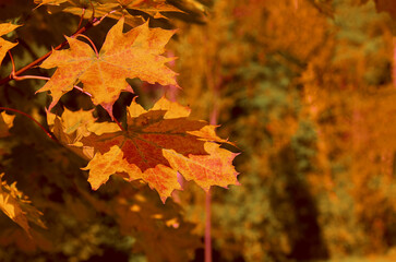 yellow maple leaves in an autumn settings