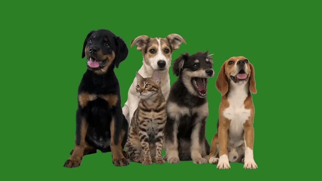 group of pets on green background