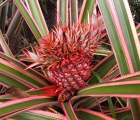 red pineapple with green leaves with red stripes in the garden during the day