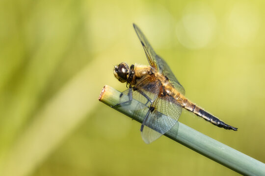 Four-spotted chaser sitting on a perch