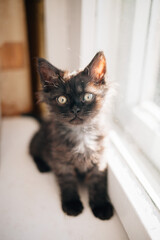 A beautiful fluffy black kitten. The kitten looks at the camera. Cute pets. Taking care of pets.Funny kitten