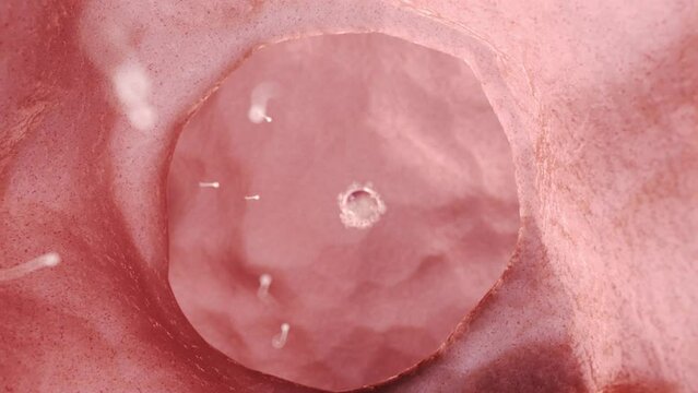 3d rendered medical animation of  sperms swimming towards an egg cell