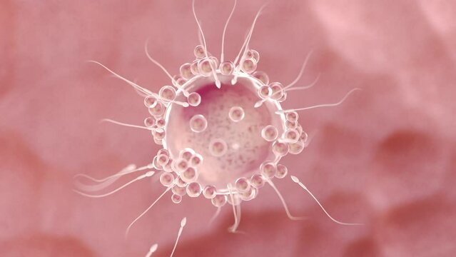 3d rendered medical animation of  sperms swimming towards an egg cell