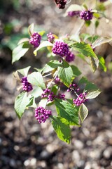 Callicarpa bodinieri or Bodinier's beautyberry is a beautiful autumn plant
