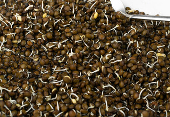 Lentils Sprouts, Sprouted Black Lentil Grains, Dal, Daal, Dhal, Masoor
