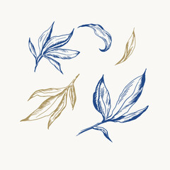 Fototapeta na wymiar Set with hand draw vintage engraving leaves. Botanical illustration.