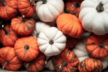 Decorative pumpkins on wooden table on orange background. Harvest, Thanksgiving Day banner design.