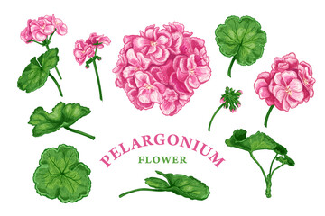 Set of hand drawn flowers and leaves of pink Pelargonium or Geranium. Vector illustration of Medical herbs and plants elements for floral design. Colored sketch isolated on a white background