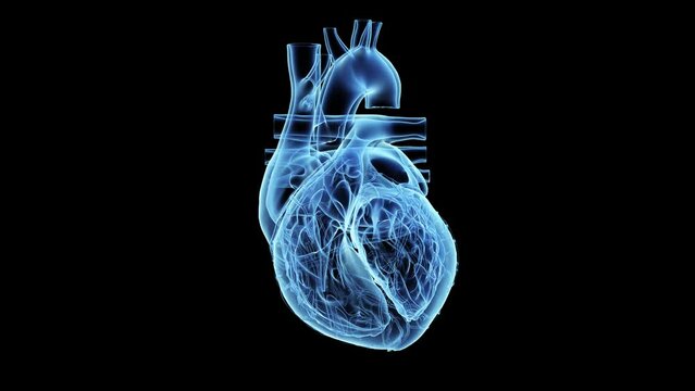 3d rendered medical animation of  a beating human heart