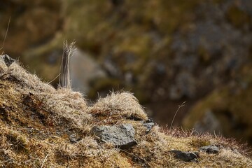 Wind moving plants in Iceland