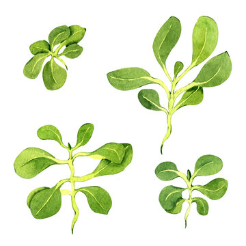 Set of watercolor corn salad. Clip art with green fresh plant sprouts of mache salad. Hand-drawn illustration on transparent  background.