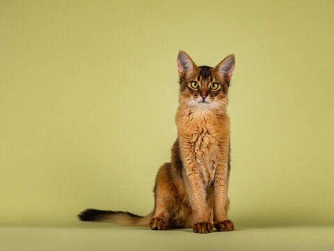 Cute ruddy Somali cat kitten, sitting up facing front. Looking towards camera. Isolated on a soft green background.