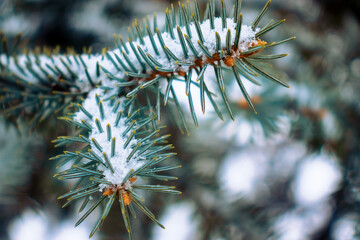 Image of fir branches covered with snow. Snow-covered fir branches in winter close-up