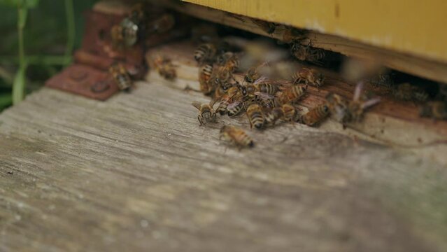 Excited female worker bees begin to swarm at Langstroth hive entrance