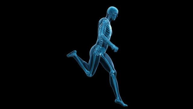 3d rendered medical animation of  the skeleton of a running man