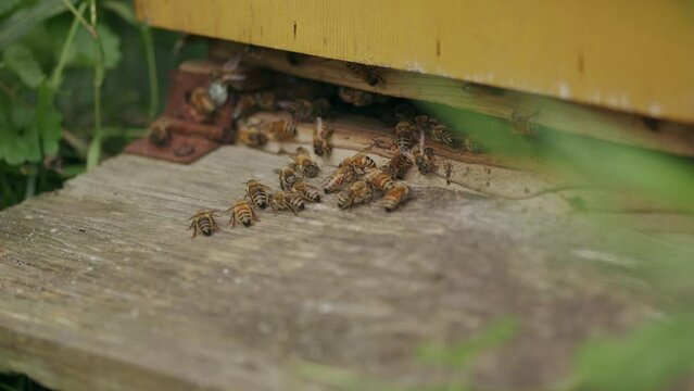 Busy excited worker bees gather at entrance to wooden Langstroth hive