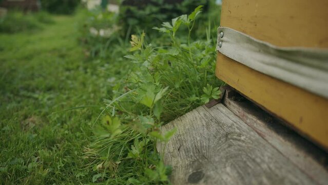 Worker female bees active around wooden langstroth garden apiary
