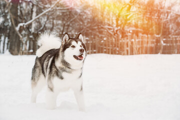 Young Siberian Husky Dog Runs Playfully Through The Snowdrifts Outdoor In Winter Snowy Forest. Pets Play, Jumping And Fast Running. Brave Husky. Copy Space, Copyspace.