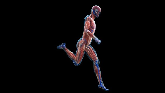3d rendered medical animation of  the muscles of a running man