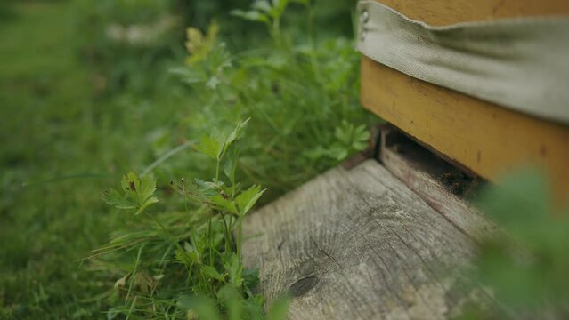 Two busy female worker bees fly into wooden hive freely one at a time