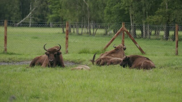 Small herd of young bison lie content in grass pasture with waterhole