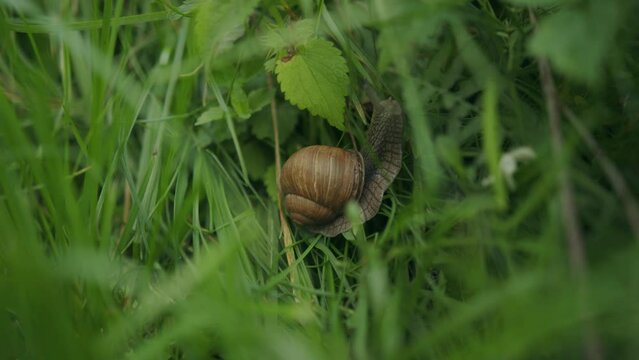 Beuatiful spiral whorl marking of edible snail eating green vegetation