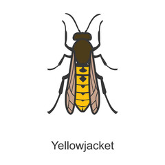 Hornet vector icon.Color vector icon isolated on white background hornet.