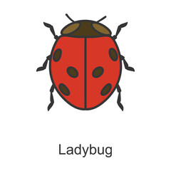 Lady bug vector icon.Color vector icon isolated on white background lady bug.