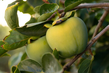 Caquis verdes en su rama del árbol en la huerta con luz solar natural