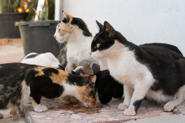 Naklejka na ściany i meble colonia de gatos callejeros