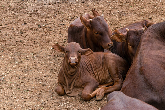 Cr&iacute;as de Watusi, raza bovina Ankole