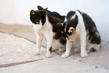 primer plano de gatos callejeros en la acera sobre fondo blanco