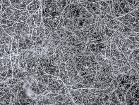 Mycelium fungus, Fusarium euwallaceae. Macro. Background. Texture