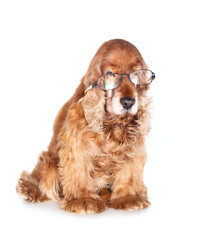 Old Cocker Spaniel with glasses