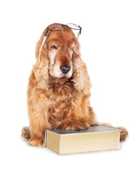 Old Cocker Spaniel with big book and glasses