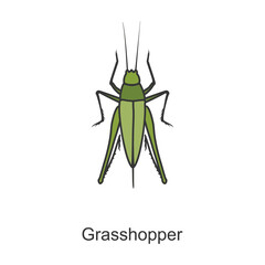 Grasshopper vector icon.Color vector icon isolated on white background grasshopper.