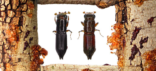 Ambrosia beetle, Platypus solidus (Coleoptera: Curculionidae) and damaged Albizia lebbeck tree...