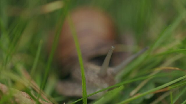  Brown snail with eye tentacle eating green vegetation Selective focus