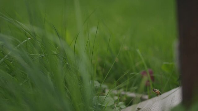 Female worker bees fly freely in and out of meadow garden beehive 