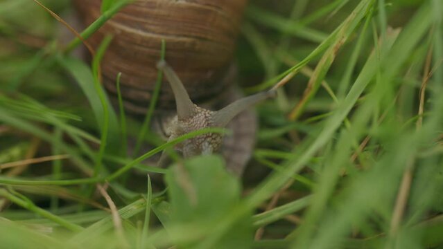 Closeup of eyed tentacles on brown snail head searching in green grass