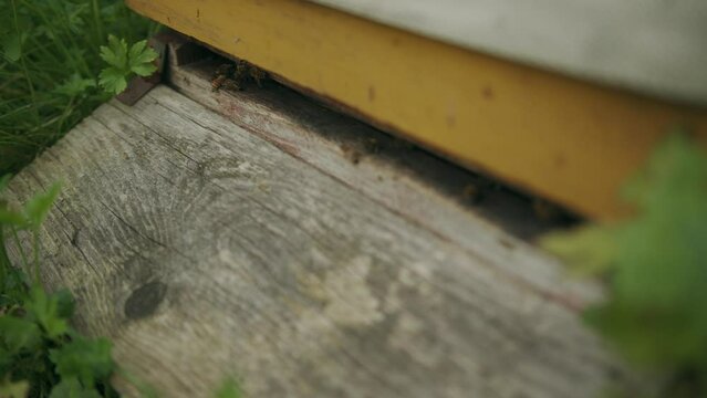 Close up of bottom of Langstroth wooden beehive returning worker bees