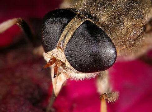 Eyes of pale giant horse-fly, Tabanus bovinus (Diptera: Tabanidae). Close up. Macro
