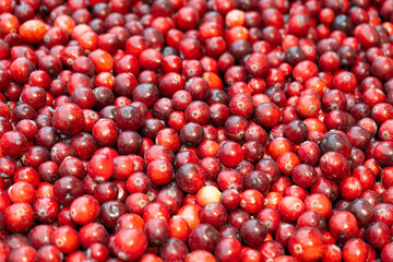 Red Cowberry Texture Background, Lingonberry Pattern with Copy Space