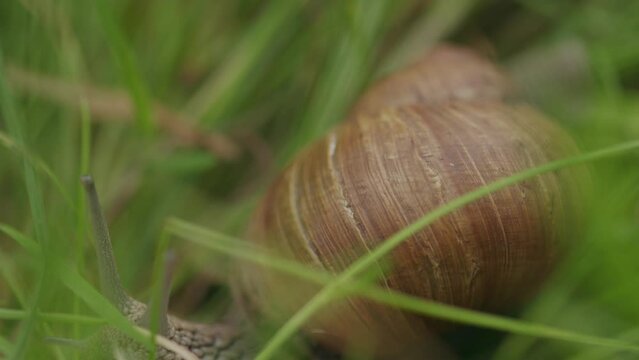 Edible brown Roman snail crawls slowly in fresh green grass foraging 
