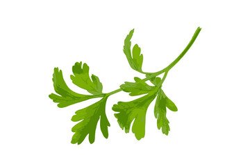 Parsley Leaves Isolated