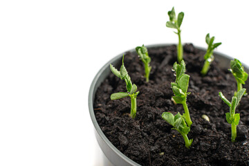 Pea leaf isolated. Green leaves, Macro Photo of Sprouted Legume Seeds in a Pot