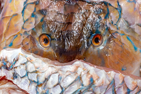 The parrotfish's head was dissected.