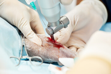 veterinary medical team performing an operation. spaying and neutering surgery of a domestic animal at the veterinary clinic