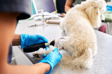 Veterinarian shaving a dog before treatment. doctor at the animal clinic with an anesthetized dog.