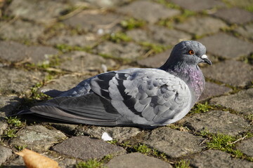 City doves or City pigeons (Columba livia f. domestica).